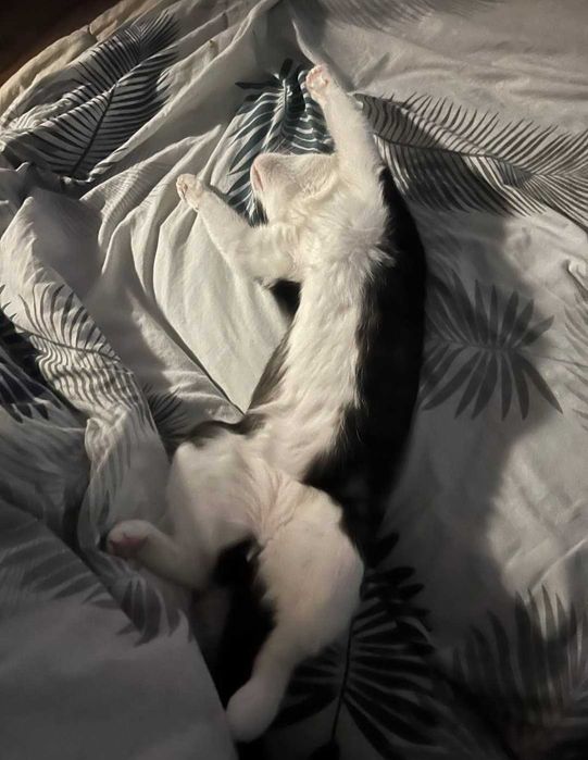 Котик безкоштовно Київ