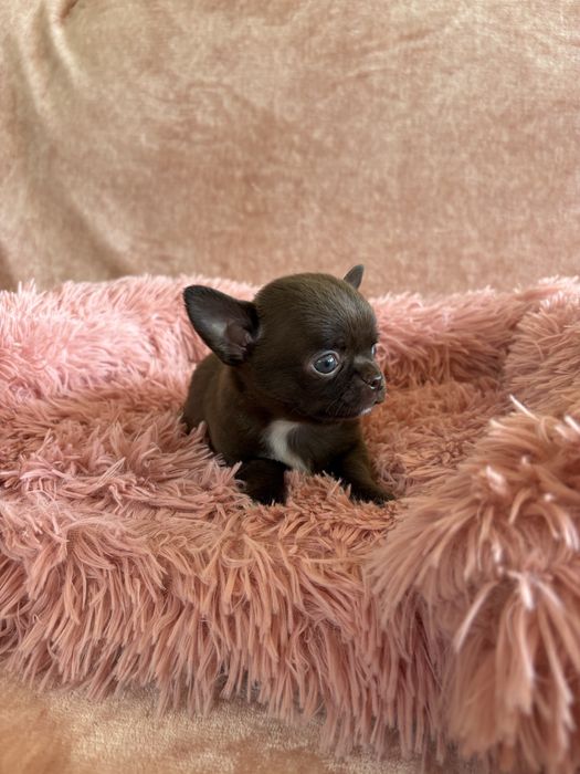 Chihuahua śliczny piesek Bruno