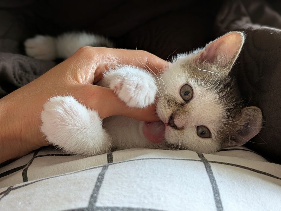 Кошеня, хлопчик, 2.5 міс.