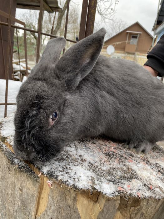 Кроличка порода «Віденьска голуба»