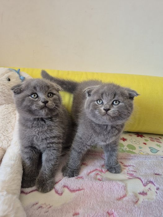 Macho Scottish Fold