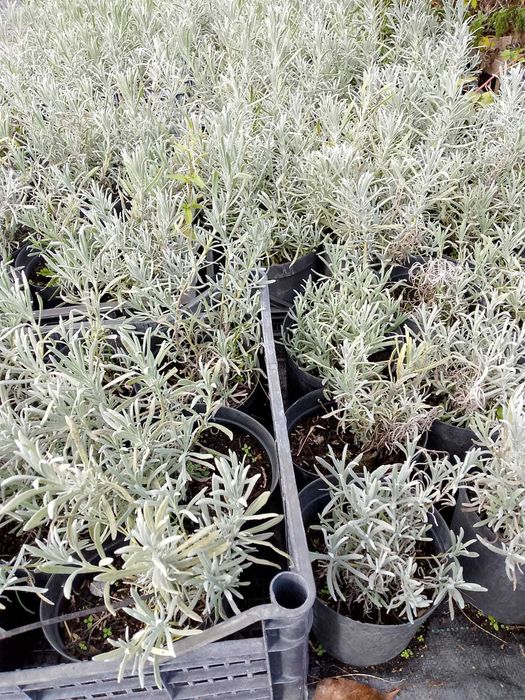 Krzewy i byliny ozdobne ( np. budleja, mięta, lawenda, laurowiśnia)