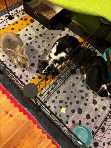 Klatka dla gryzoni królików świnki morskiej psa kota NOWA modułowa