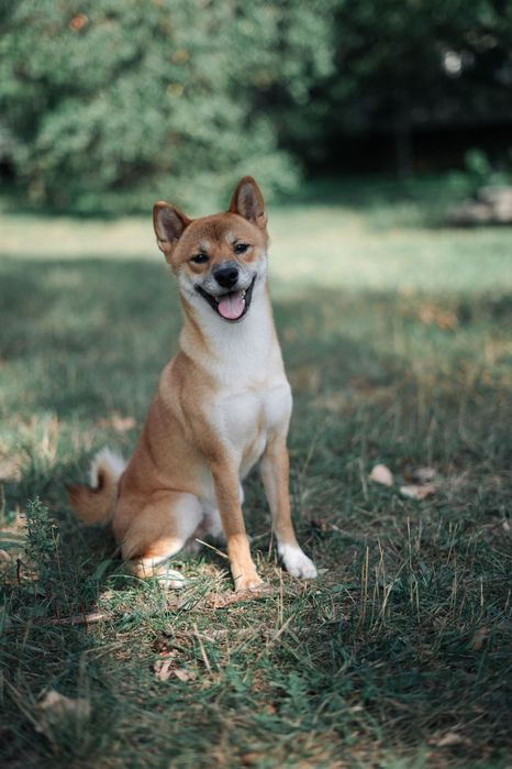 Вʼязка шиба іну.