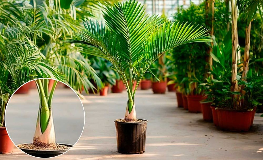 Archontophoenix alexandrae (planta)