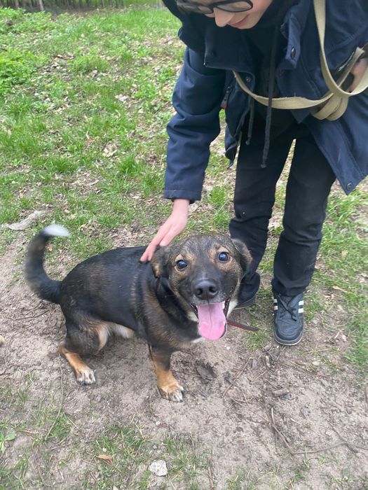 Пес Гаюн шукає дім