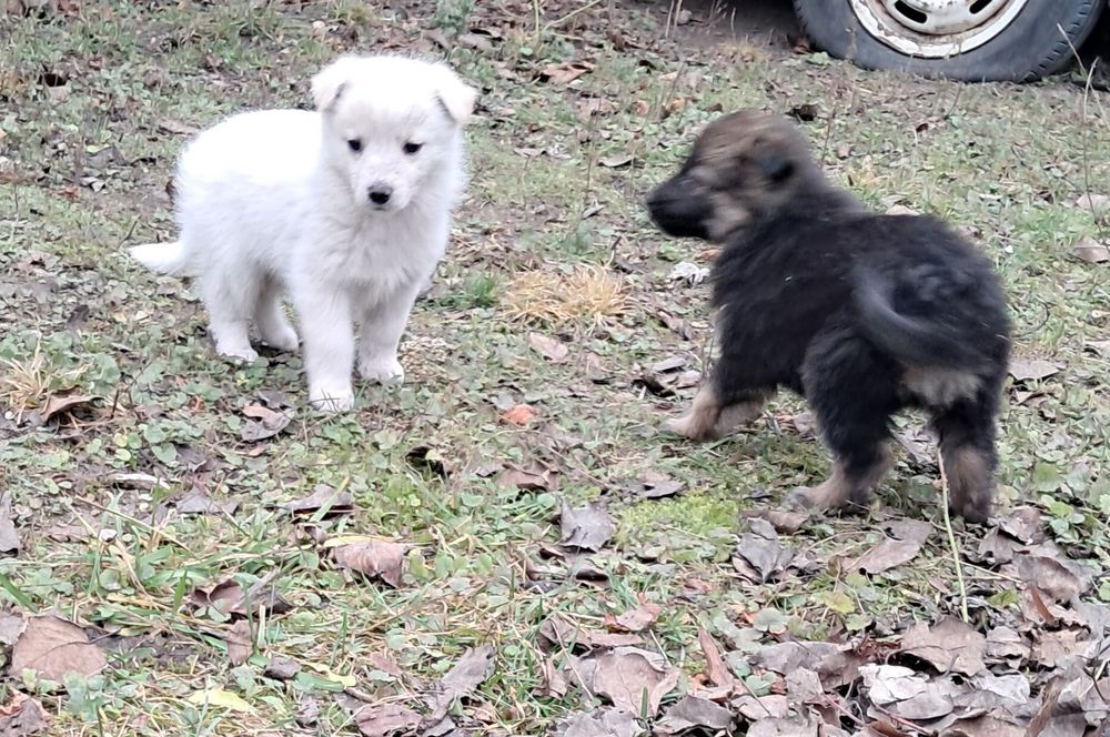 7 милих цуценят шукають люблячий дім