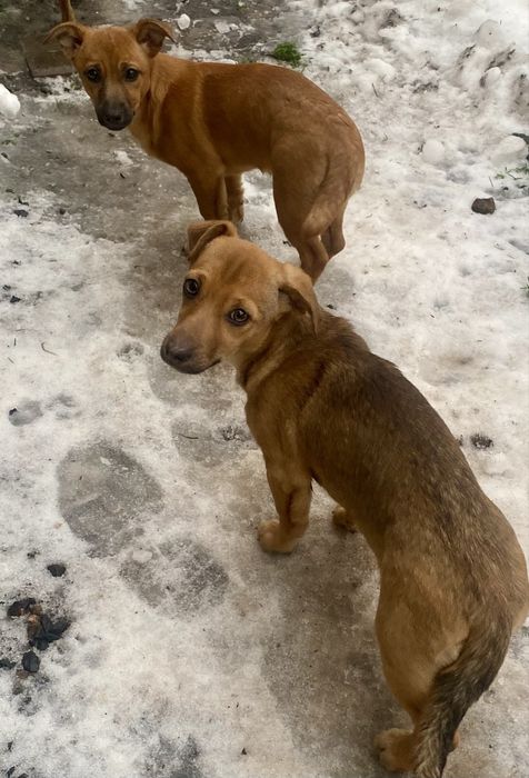 Віддам маленьких собачок 4 місяці