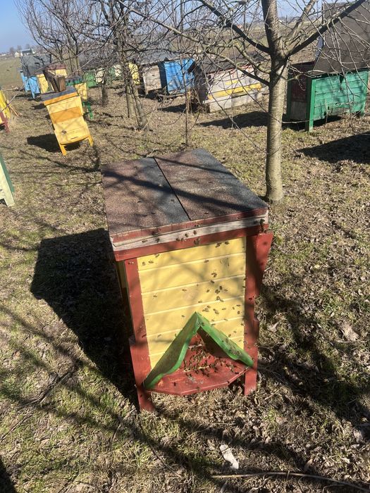 Sprzedam rodziny pszczele i ule