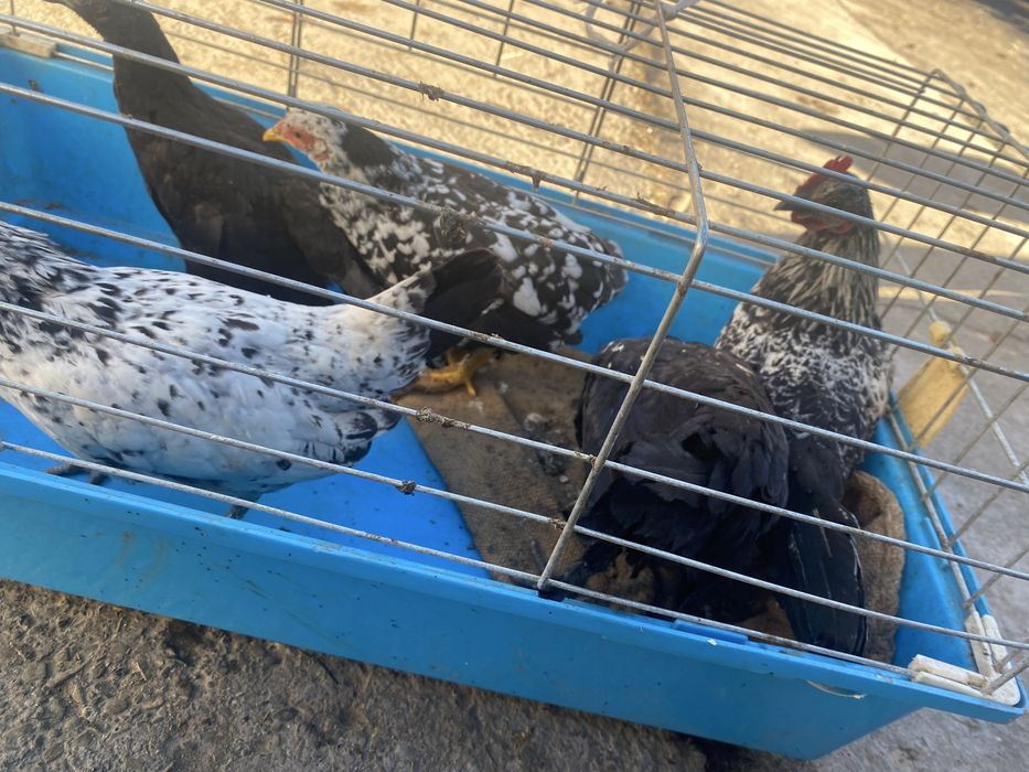 Продам кури ліліпути