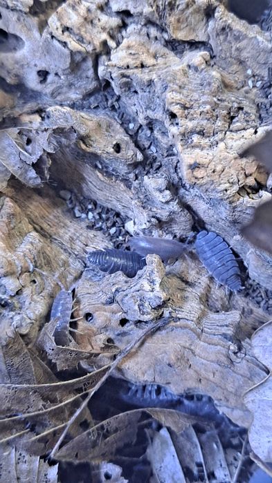 zestaw isopod porcelionides pruinosus 4 odmiany-promocja