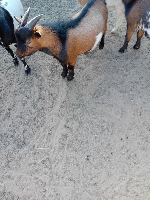 Vendo macho micro anão
