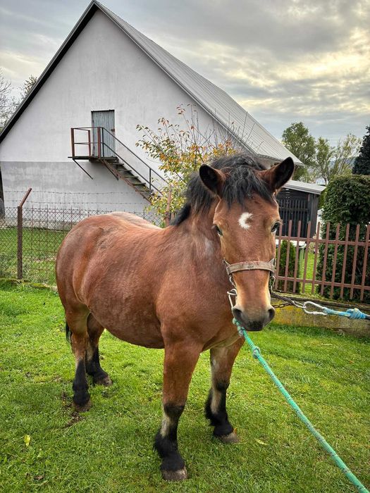 Sprzedam źrebicę
