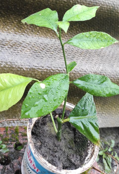 Вкорінені живці плодоносного лимонного дерева