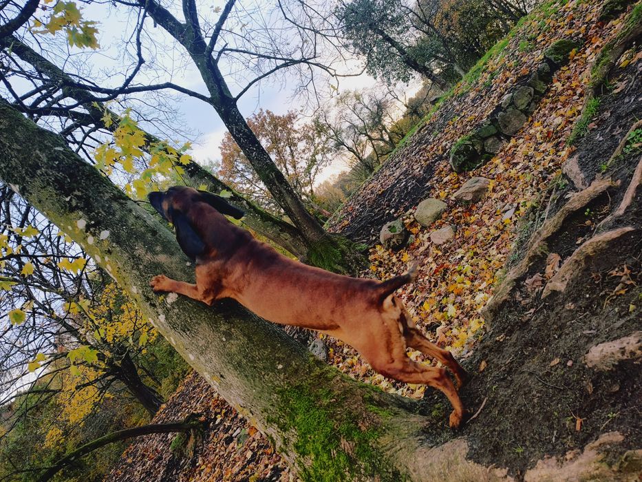 Pies myśliwski do adopcji