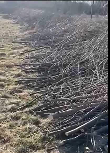 Безкоштовно. Гілки, спиляні дрібні дерева