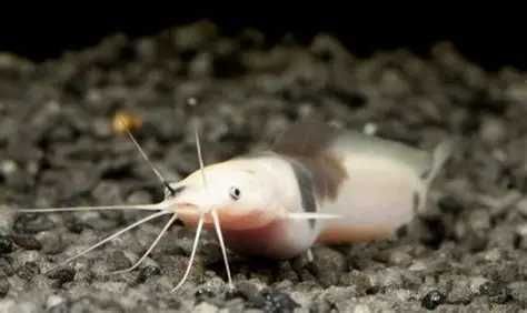 sum clarias GRUBY KOCUR sklep zoologiczny rzeszów