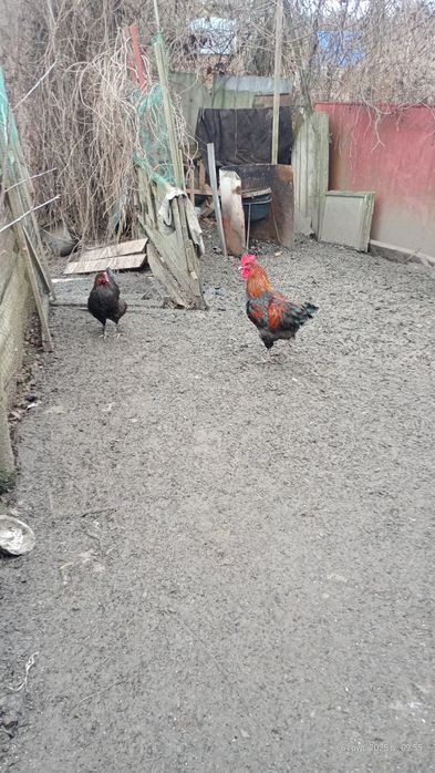 Продам півні молоді