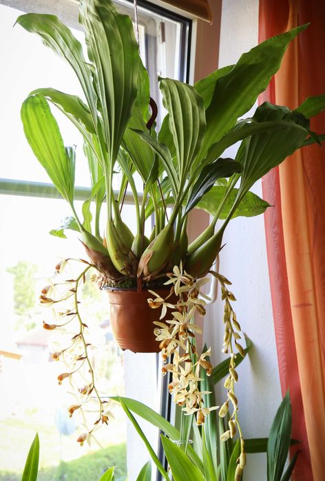 Orquídea de Colar de exterior. Muito perfumada.