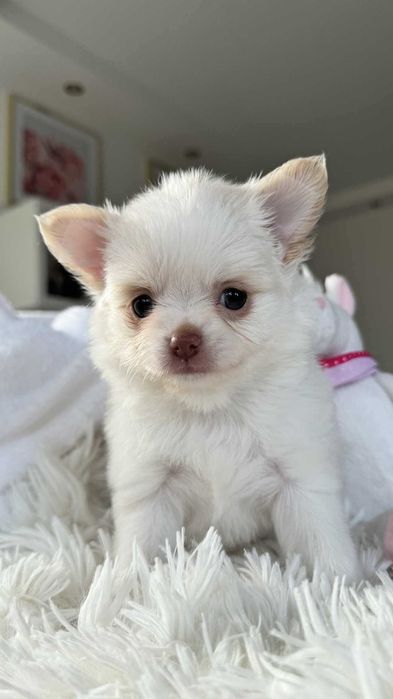 Piesek Chihuahua z Rodowodem Biel&Cream do 2kg