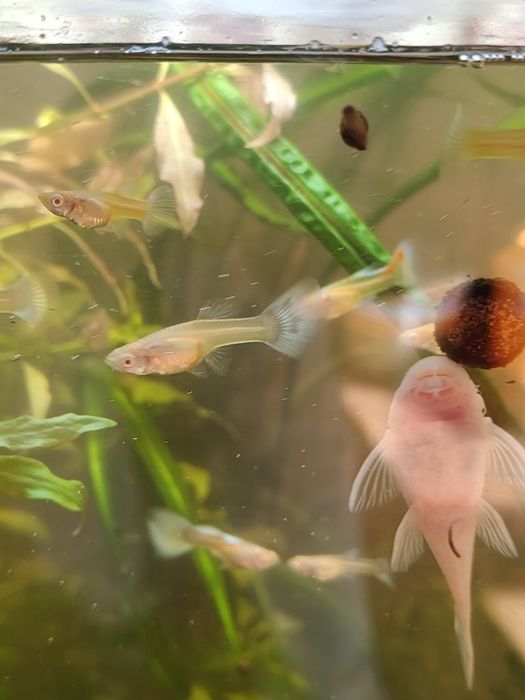 Gupik albino blue/red topaz