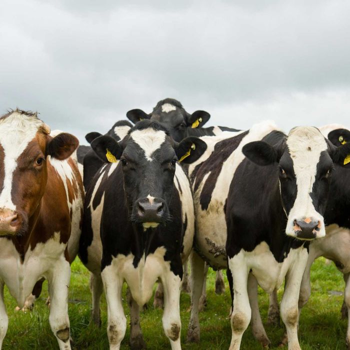 Mieszanka paszowa uzupełniająca dla bydła 500kg MYCOLIV KM dla krów