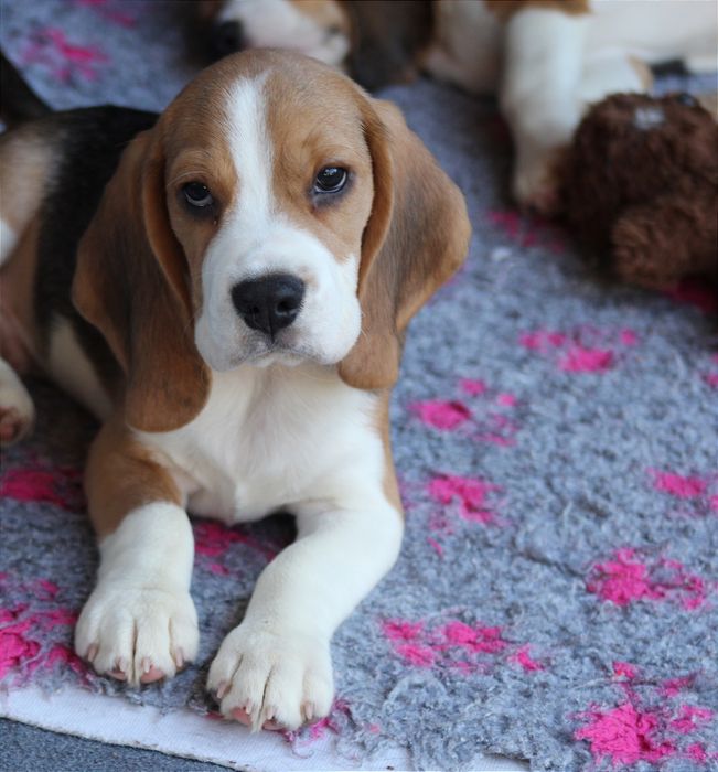 Лучшие мальчики бигля окраса триколор