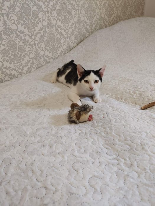 Kociak do adopcji mały kochany słodki Oreo