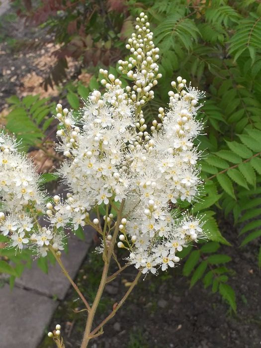 Алоэ вера лечение и косметика