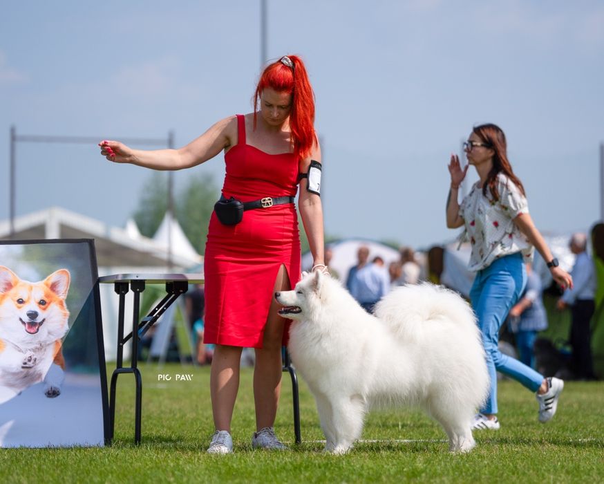 Samojed/ Samoyed szczeniak/ szczenię/ szczenięta
