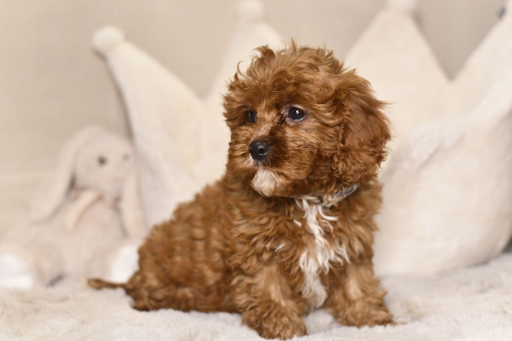 Cavapoo F1 RED BROWN wyjątkowy chłopiec gotowy do odbioru Warszawa ...