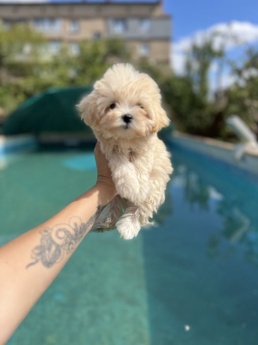 Мальтіпу міні хлопчик VIP