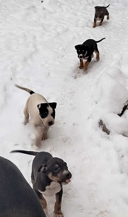 Безкоштовно, цуценята для охорони вашого будинку