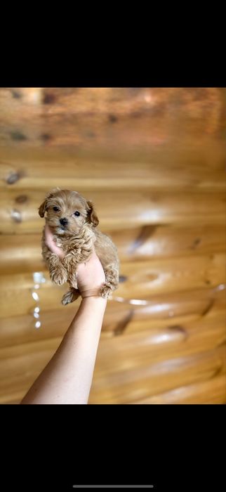 +Микро •мини Мальтипу•ДеВочка•!