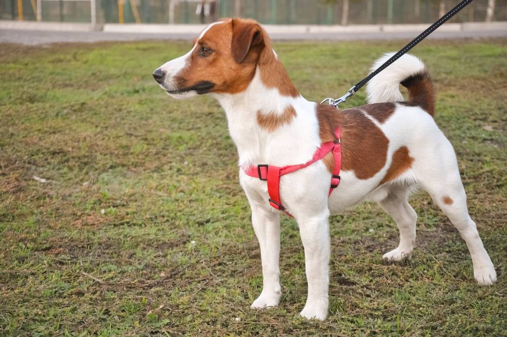 мальчик Джек Рассел