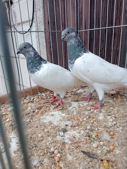 *Budapeszt Budapeszty młode 26r*