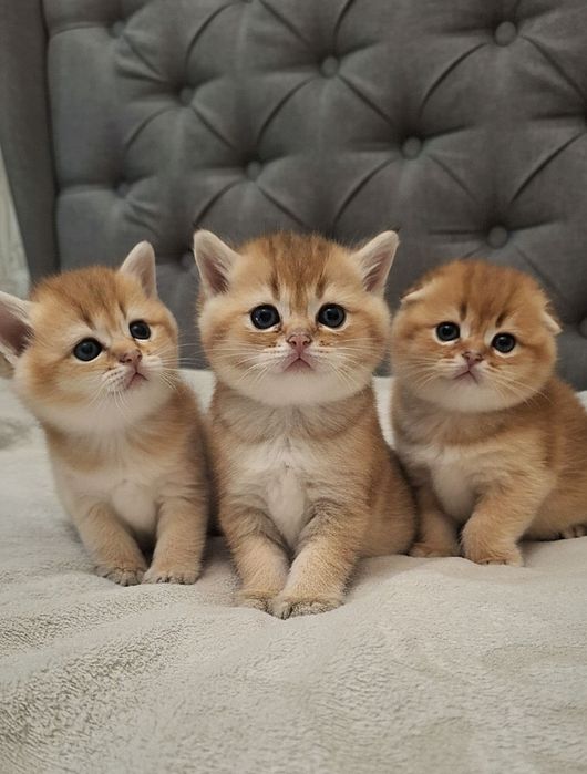 Вязка котів золота шиншила