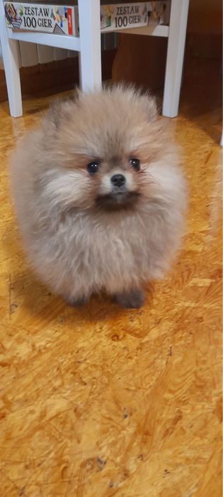 Szpic miniaturowy pomeranian