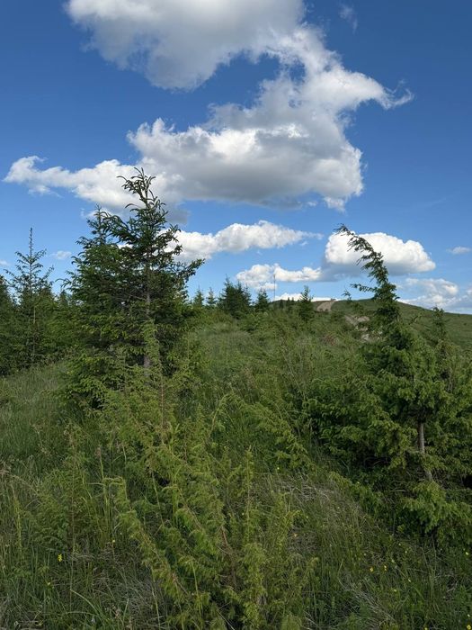 Рівна ділянка, під будову. Межує з лісом. 40 соток в Дземброні