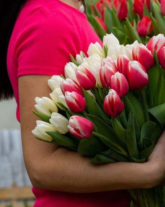 Тюльпани оптом/ зріз тюльпанів Вінниця/ тюльпан опт