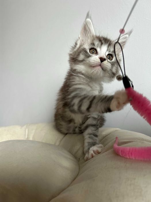Эксклюзивные котята! Вакцинация сделана!