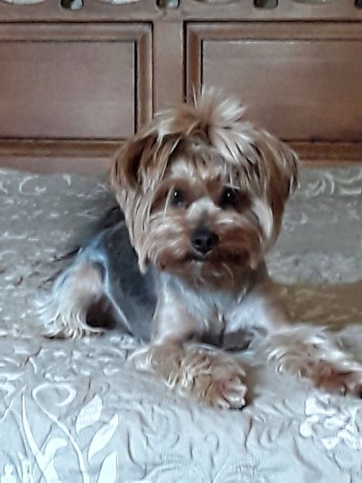 Йоркширський тер'єр в'язка