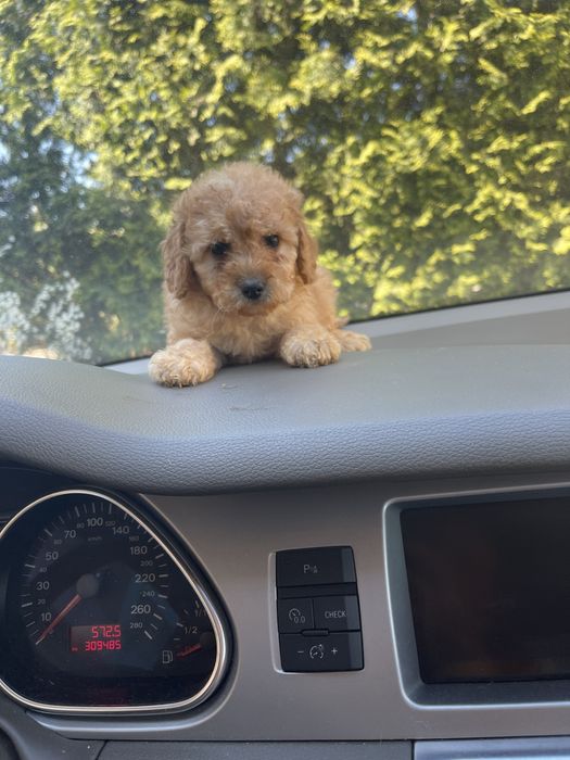 Мальтіпу Ф2