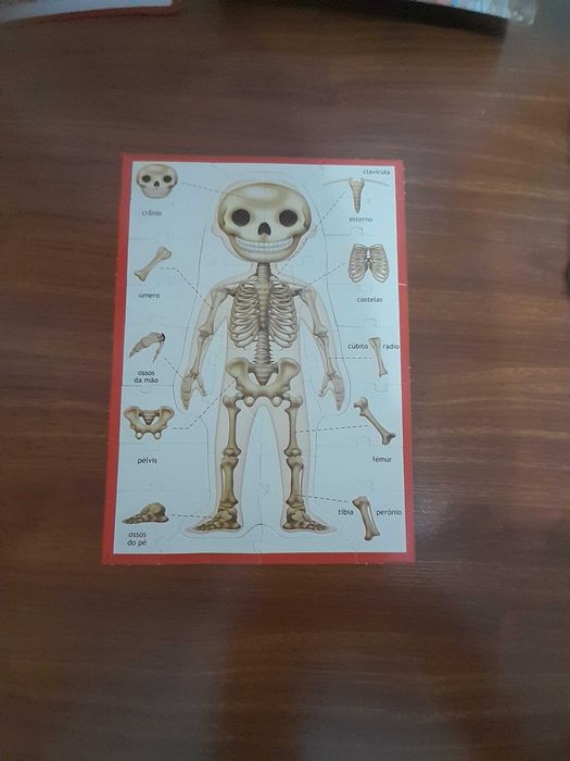 Jogo educativo: Aprendo... O corpo humano ㅤ