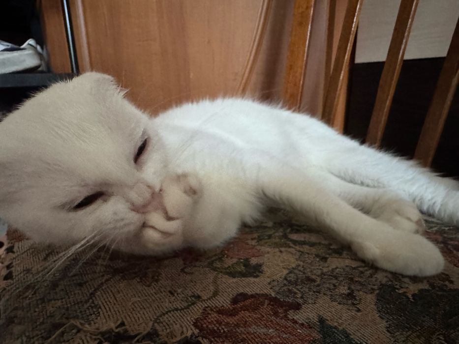 Кішка вислоухая біла