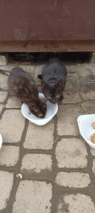 Отдам котят, кошек, живут под киоском