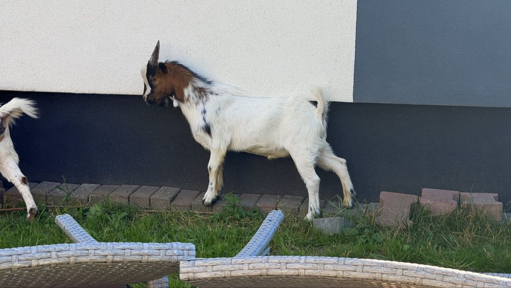 Sprzedam mlodego capka