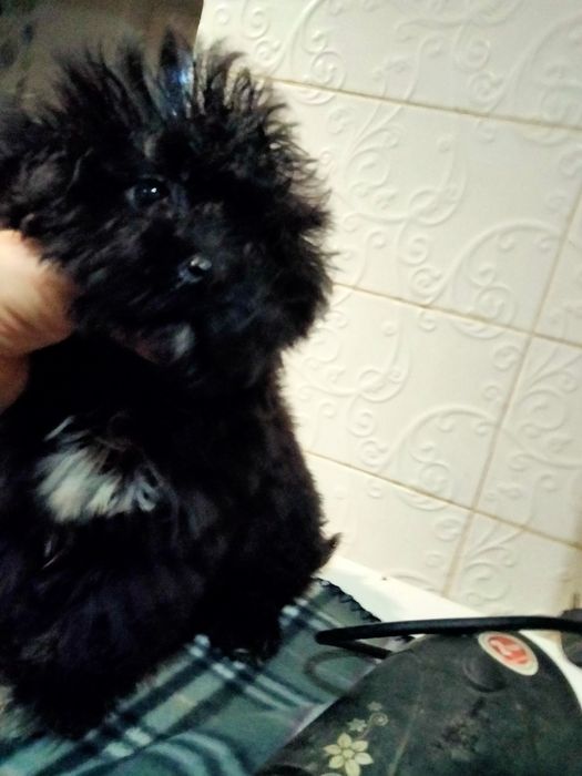 Девочка и мальчик 3 мес.мини