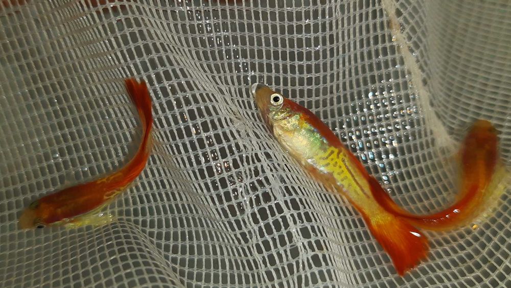 Gupik odmiana FLAME COBRA - Poecilia reticulata - dowozimy, wysyłamy