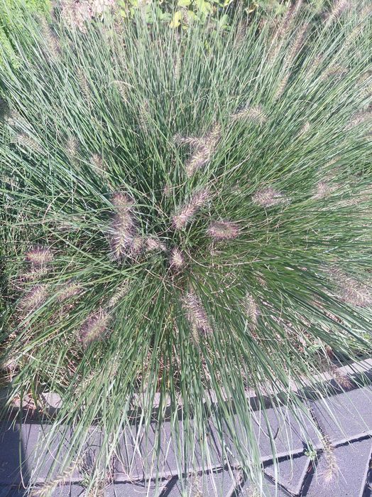 Trawa rozplenica hamel